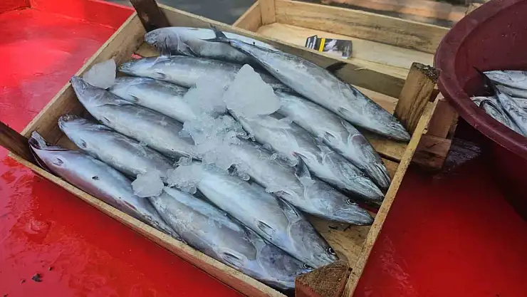 Palamut tezgahta, işte fiyatı