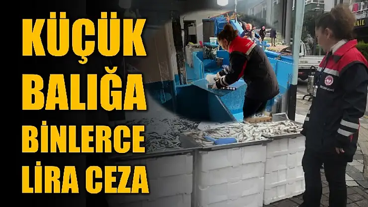 Balıkların boyları tek tek ölçülüyor