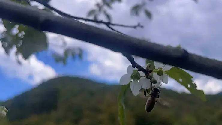 Ağaçlar bir yılda ikinci kez çiçek açtı