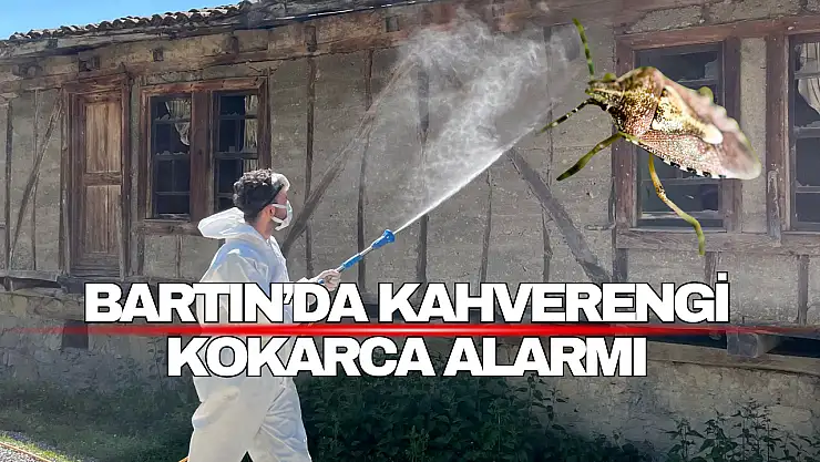 Bartın'da Kahverengi Kokarca Alarmı