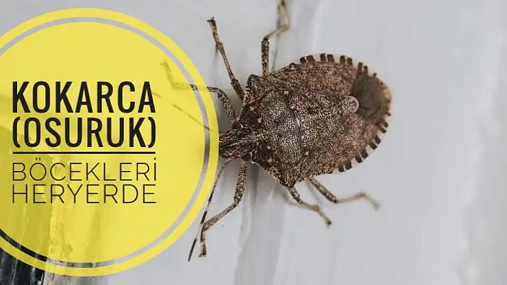 Bartın'da 'kokarca (osuruk) böceği' kabusu