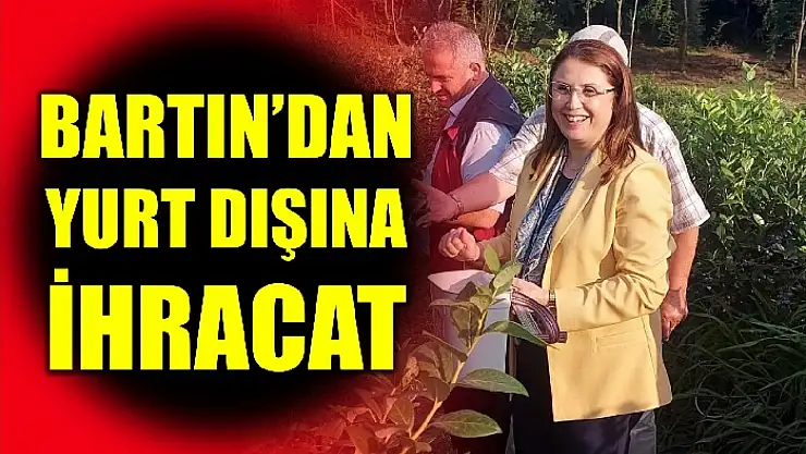Bartın'da mavi yemiş hasadı