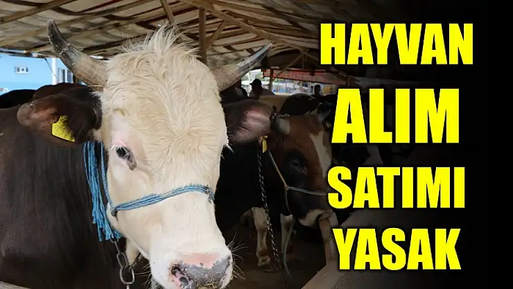 Bartın'da şap alarmı