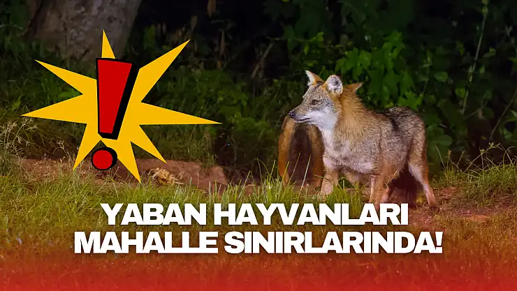 Bartın'da Yaban Hayvanları Mahalle Sınırında