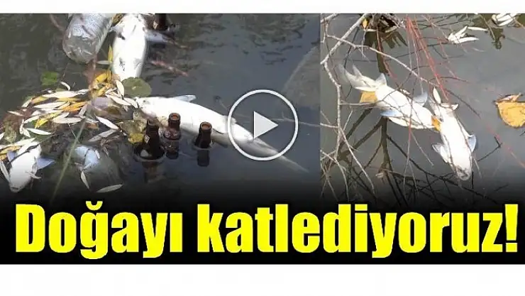 Bartın Irmağında kirlilik ve balık ölümleri...