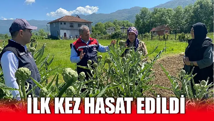 Bartın'da kuşkonmazla enginar esintisi