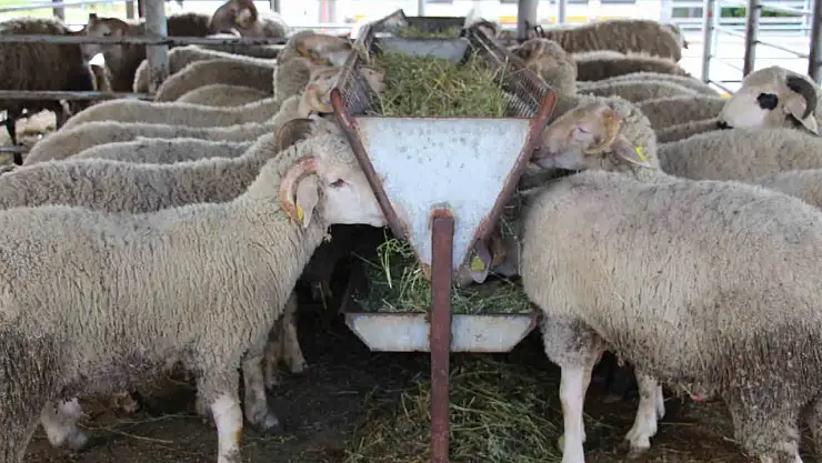 Bayrama günler kala hayvan pazarında sessizlik