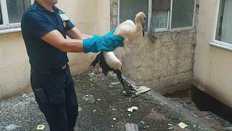 Binanın havalandırma boşluğuna düşen leylek yaralandı