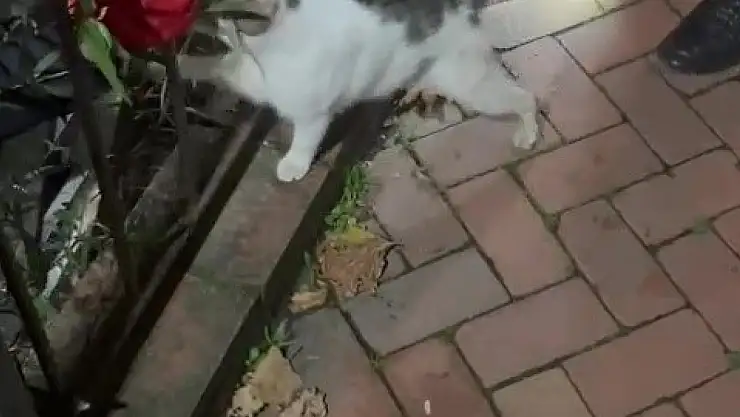 Bir ayda üç kez çaya düşen kedi, kurtarıldıktan sonra patisiyle teşekkür etti