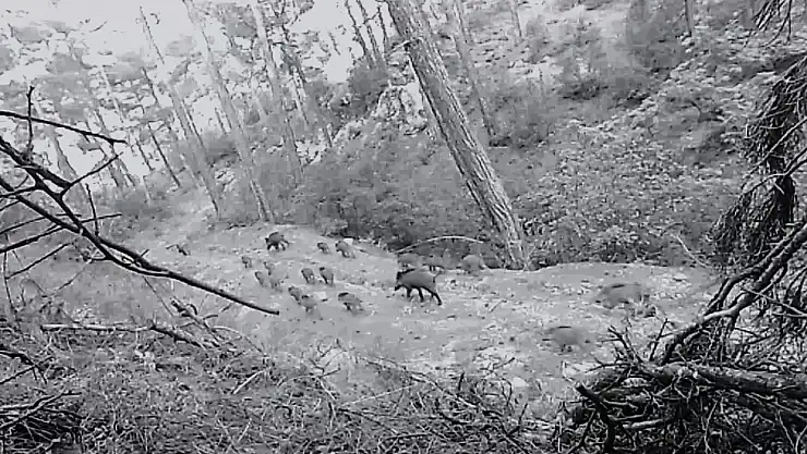 Birçok yaban hayvanı fotokapana takıldı