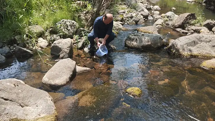 Bolu'da 12 bin kırmızı benekli alabalık yavrusu orman içi derelere bırakıldı