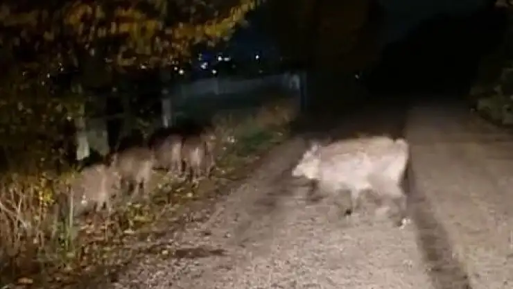 Bolu'da aç kalan domuz sürüsü yola indi