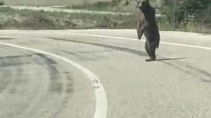 Bolu'da kara yoluna çıkan ayı cep telefonuna yansıdı