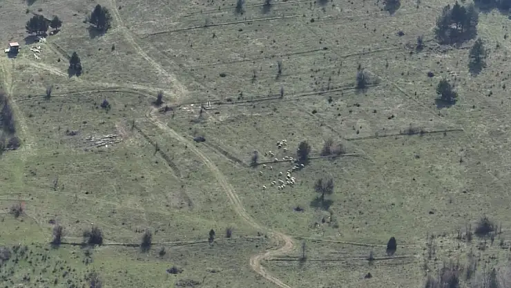 Bolu'da kayıp hayvanlar dronla bulundu