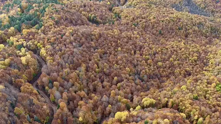 Bolu'da ormanlık alanlarda sonbahar güzelliği