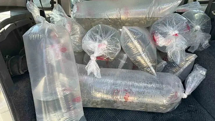 Bolu'da üretilen yavru sazanlar Türkiye'nin dört bir yanına gönderildi