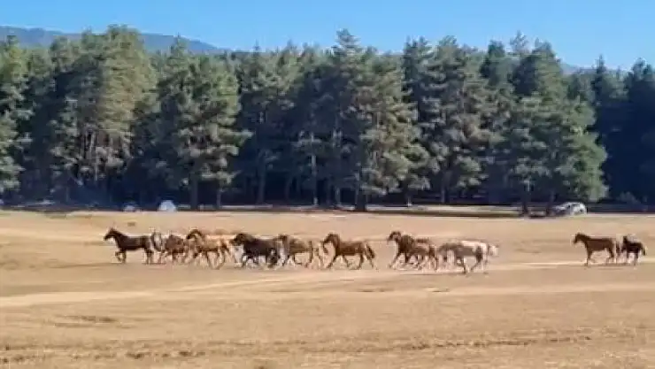 Bolu'da yılkı atlarına kurt saldırdı