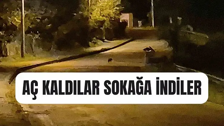 Çakal yavruları kentmerkezinde