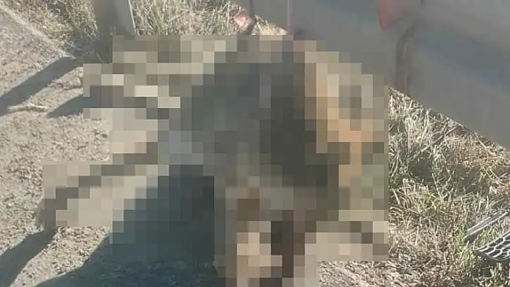Demir bariyere iple asılı halde telef olmuş kurt bulundu