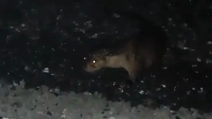 Denizden çıkan su samurunu beslediler