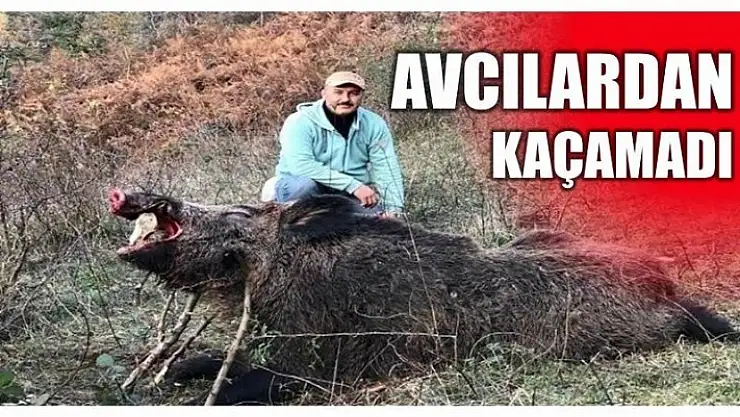 DEV DOMUZ AVCILARDAN KAÇAMADI