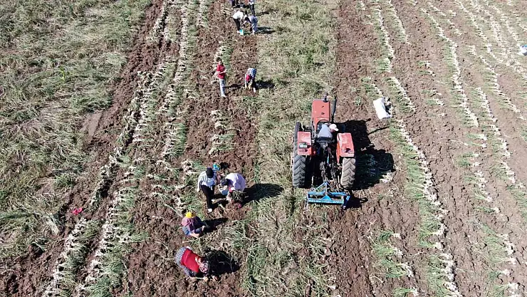 Dijital pazara giren Taşköprü sarımsağı, Türkiye'nin her yerine gönderiliyor