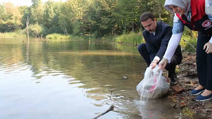 Düzce'de göl ve göletlere 35 bin sazan bırakıldı