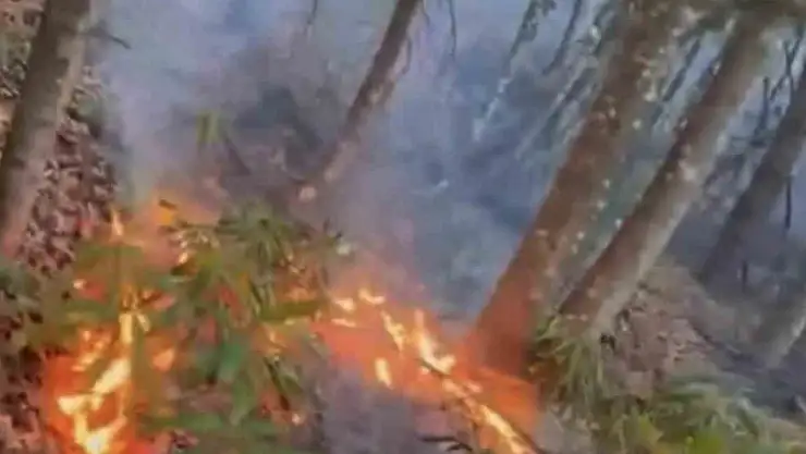 Düzce'de ormanlık alanda örtü yangını