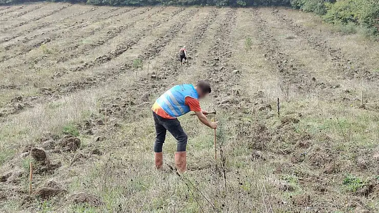 Düzce'de yanan orman alanları