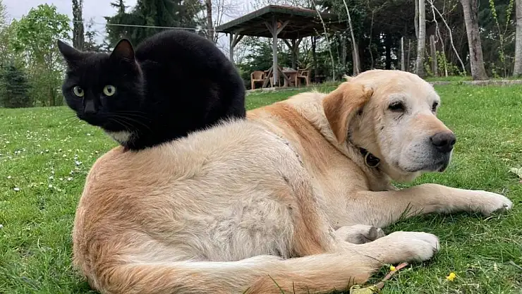 Düzce'den 800 tona yakın kedi köpek maması ihraç edildi