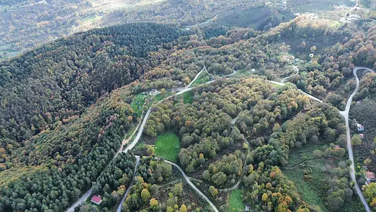 Düzce ormanlarında