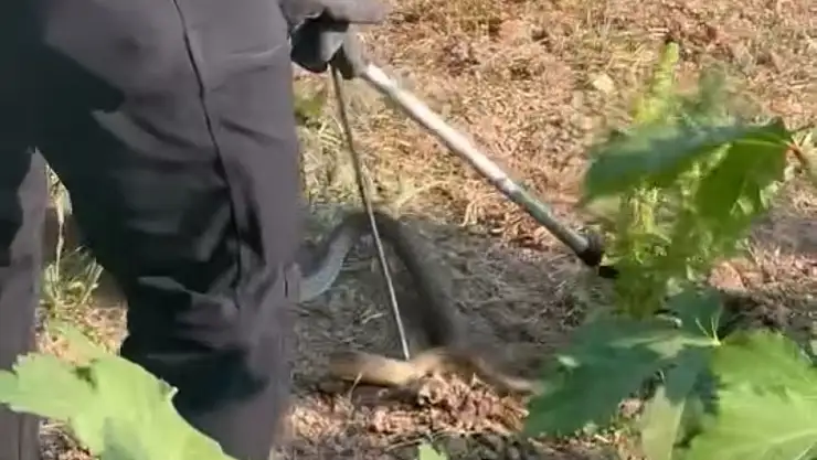 Evin bahçesinde korkutan yılanı itfaiye yakaladı