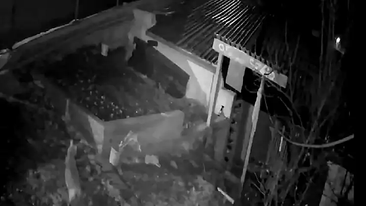 Evin bahçesine giren kurt ve sansar kamerada
