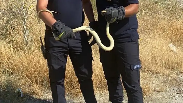 Fabrikada yılan paniği
