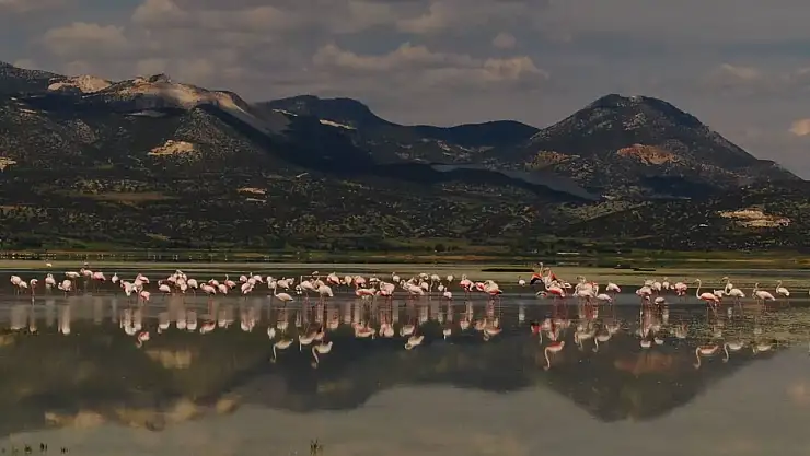 Göle gelen binlerce flamingo renkli görüntüler oluşturdu