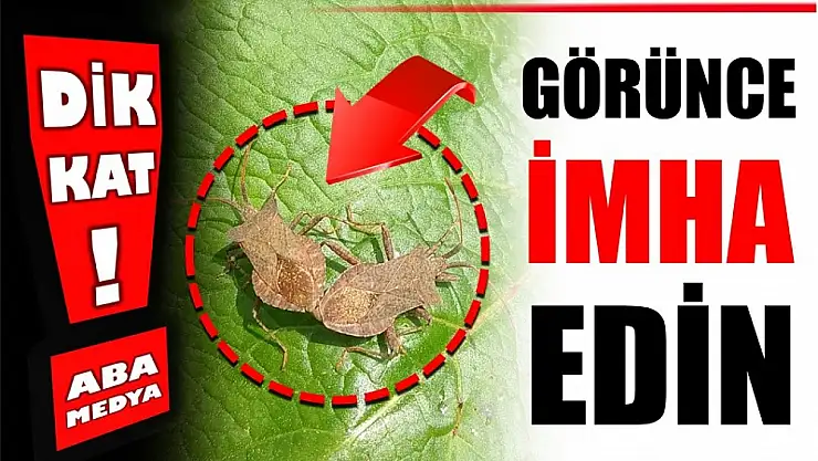 Gördüğünüz yerde imha edin
