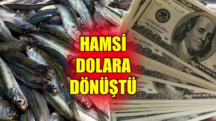 Hamsi, 20 ülkeye ihraç edildi
