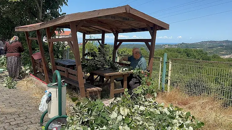 Ihlamur ağaçlarında 'mis kokulu' hasat başladı
