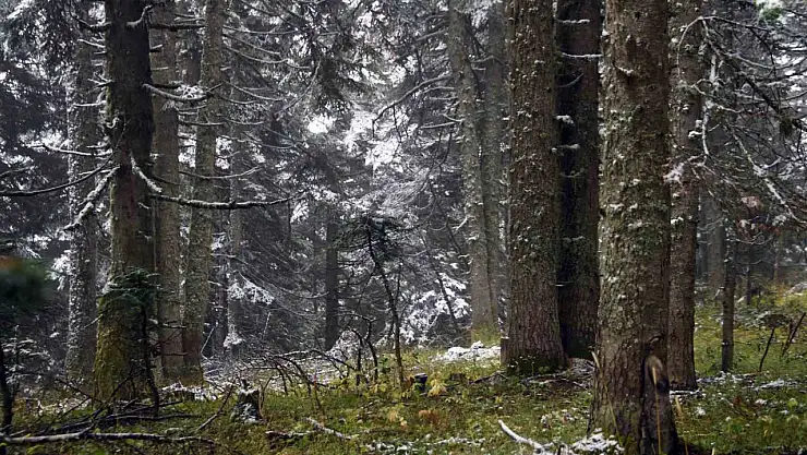 Ilgaz Dağı'nda kar yağışı etkili oldu: Ortaya mest eden görüntüler çıktı