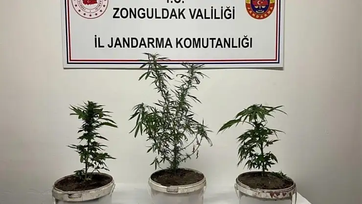 Jandarmanın arama yaptığı evde hint keneviri ele geçirildi