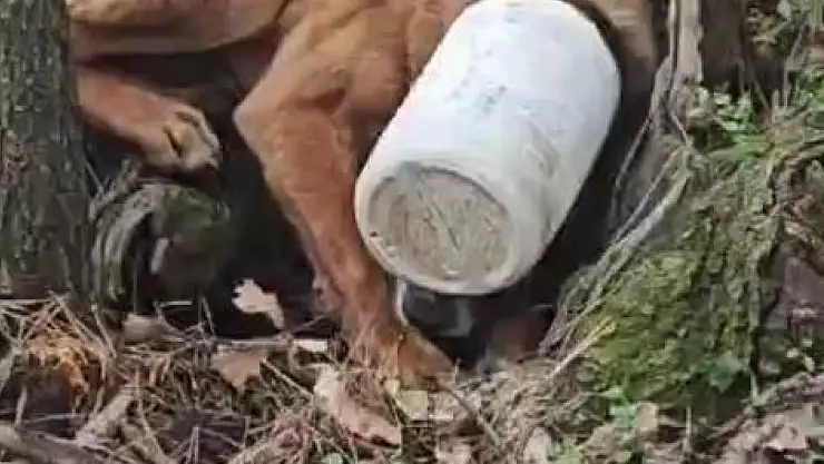 Kafasına plastik bidon sıkışan köpeğe yardım eli