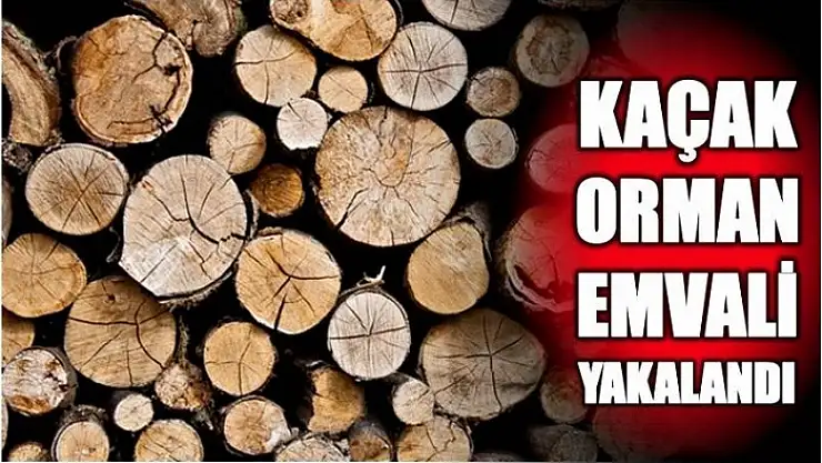 KAMYONDA KAÇAK ORMAN ÜRÜNLERİ BULUNDU