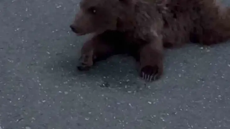 Kara yolundaki yaralı yavru ayı DKMP'ya teslim edildi