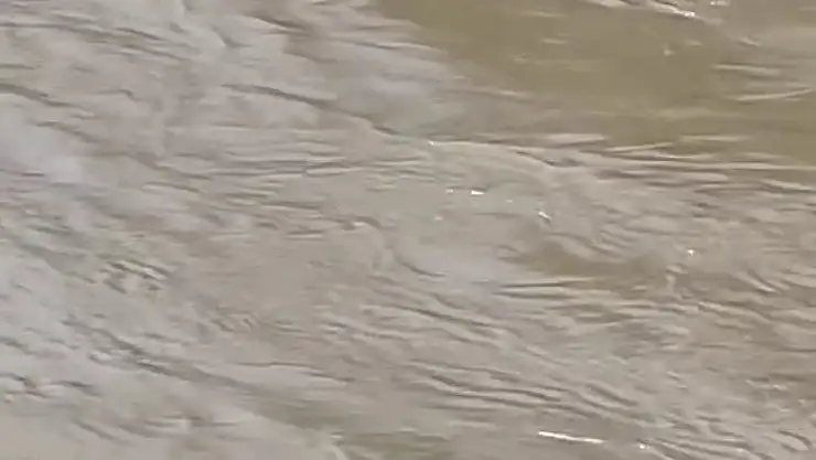 Karabük'te su samurları görüntülendi