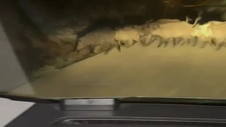 Karabük'te yola çıkan domuz sürüsü ve tilki kamerada