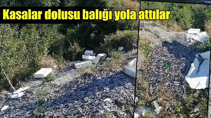 Kasalarca balığı yola attılar