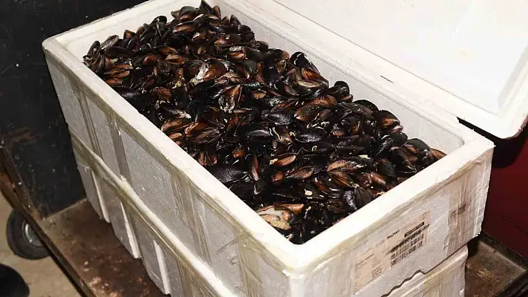 Kastamonu'da 45 kilogram sağlıksız midye ele geçirildi