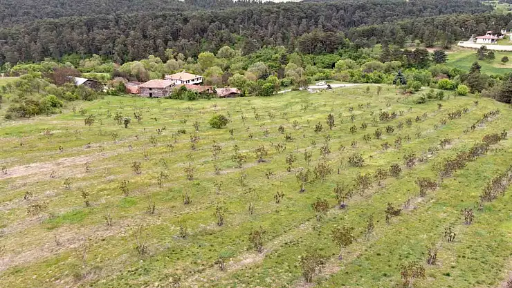 Kastamonu'da 5 bin 454 ton ceviz hasat edildi