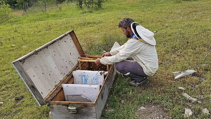 Kastamonu'da ayı bal kovanlarını parçaladı