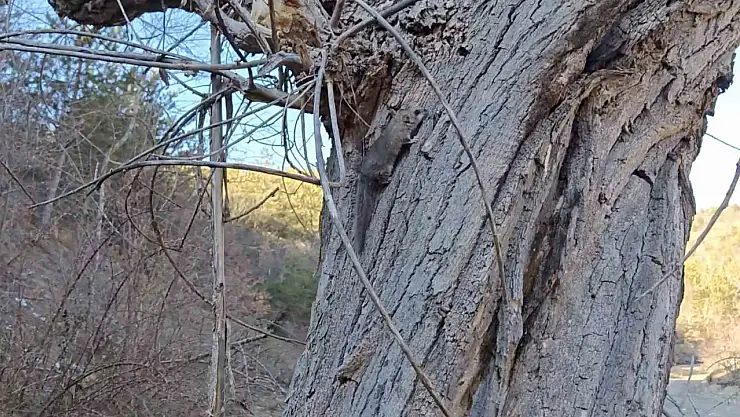Kastamonu'da bulunan yediuyurlar ormana salındı